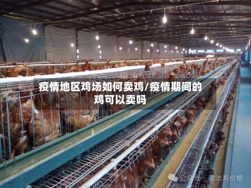疫情地区鸡场如何卖鸡/疫情期间的鸡可以卖吗-第2张图片