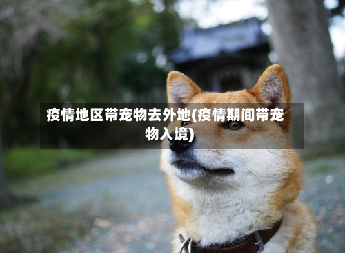 疫情地区带宠物去外地(疫情期间带宠物入境)-第3张图片